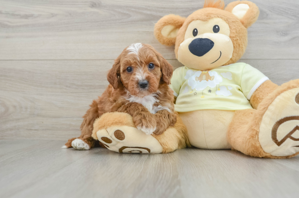 7 week old Mini Irish Doodle Puppy For Sale - Florida Fur Babies