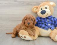 7 week old Mini Irish Doodle Puppy For Sale - Florida Fur Babies