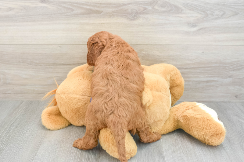 Meet Renee - our Mini Irish Doodle Puppy Photo 2/3 - Florida Fur Babies