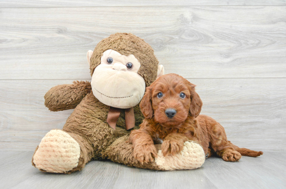 7 week old Mini Irish Doodle Puppy For Sale - Florida Fur Babies