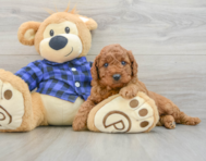 7 week old Mini Irish Doodle Puppy For Sale - Florida Fur Babies