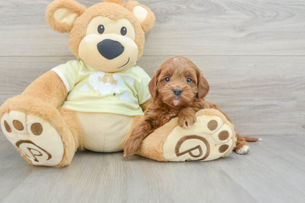 Adorable Mini Irishdoodle Poodle Mix Puppy