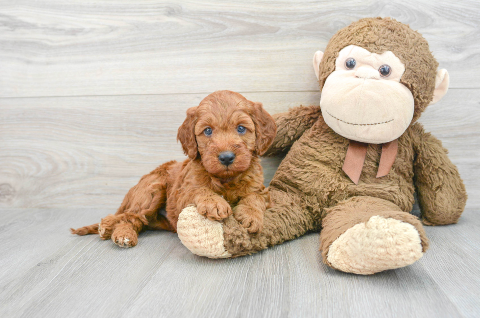 7 week old Mini Irish Doodle Puppy For Sale - Florida Fur Babies