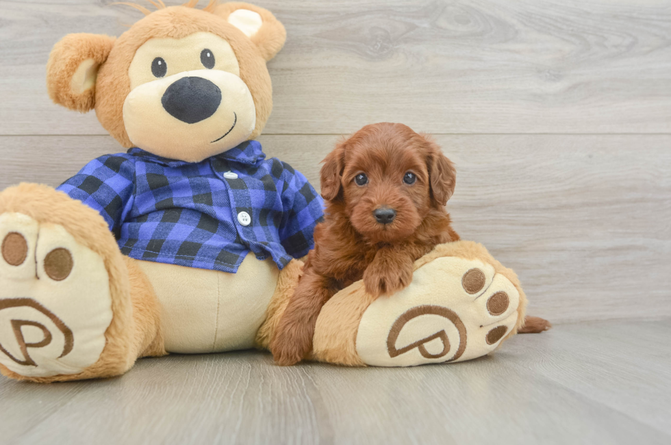 5 week old Mini Irish Doodle Puppy For Sale - Florida Fur Babies