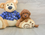 8 week old Mini Irish Doodle Puppy For Sale - Florida Fur Babies