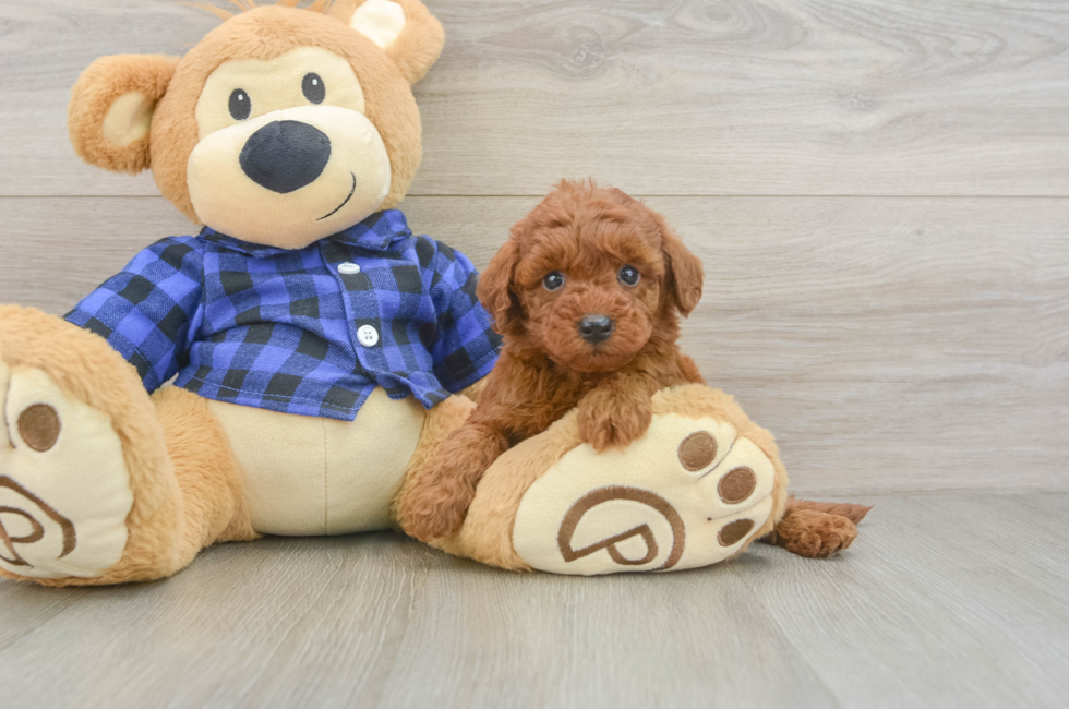 5 week old Mini Irish Doodle Puppy For Sale - Florida Fur Babies