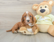5 week old Mini Irish Doodle Puppy For Sale - Florida Fur Babies