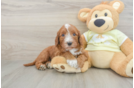 Mini Irish Doodle Puppy for Adoption