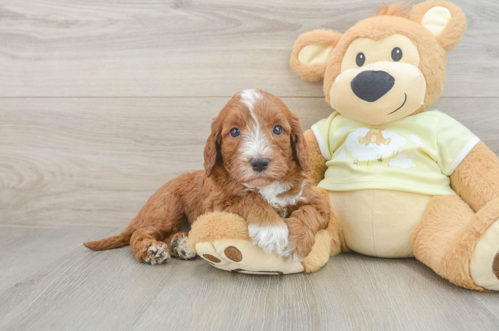5 week old Mini Irish Doodle Puppy For Sale - Florida Fur Babies