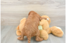 Best Mini Irish Doodle Baby