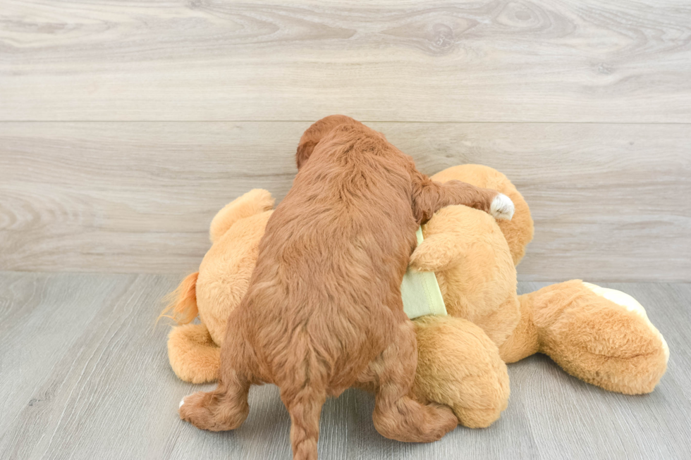 Best Mini Irish Doodle Baby