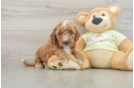 Smart Mini Irish Doodle Poodle Mix Pup