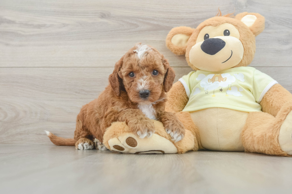 Smart Mini Irish Doodle Poodle Mix Pup