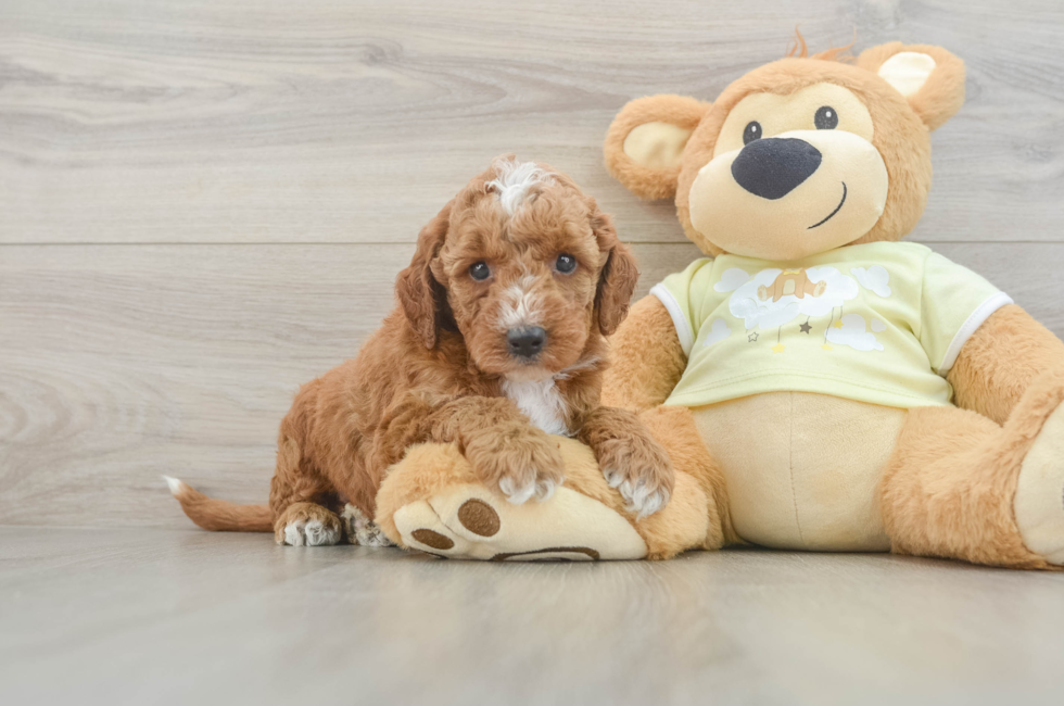 5 week old Mini Irish Doodle Puppy For Sale - Florida Fur Babies