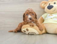5 week old Mini Irish Doodle Puppy For Sale - Florida Fur Babies