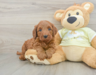 5 week old Mini Irish Doodle Puppy For Sale - Florida Fur Babies