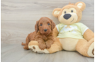 Fluffy Mini Irish Doodle Poodle Mix Pup