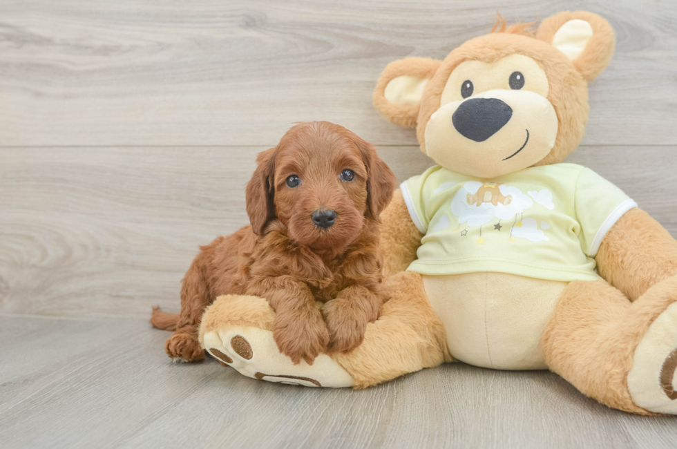 5 week old Mini Irish Doodle Puppy For Sale - Florida Fur Babies