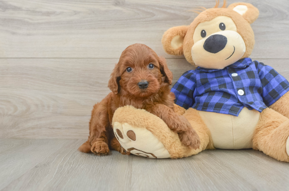 5 week old Mini Irish Doodle Puppy For Sale - Florida Fur Babies
