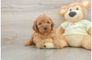 Mini Irish Doodle Pup Being Cute