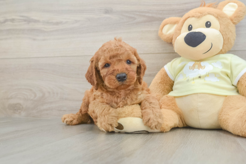 Mini Irish Doodle Pup Being Cute