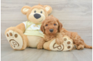 Little Setterdoodle Poodle Mix Puppy