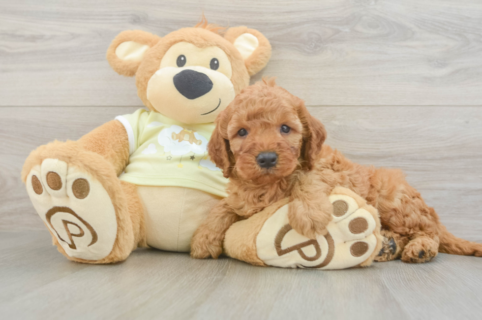 5 week old Mini Irish Doodle Puppy For Sale - Florida Fur Babies