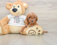 5 week old Mini Irish Doodle Puppy For Sale - Florida Fur Babies