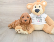 5 week old Mini Irish Doodle Puppy For Sale - Florida Fur Babies