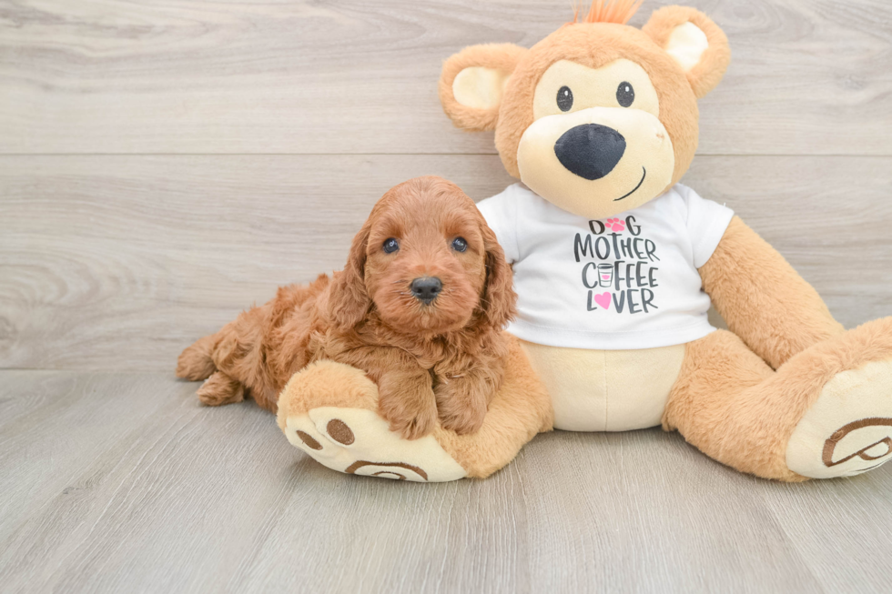 Friendly Mini Irish Doodle Baby