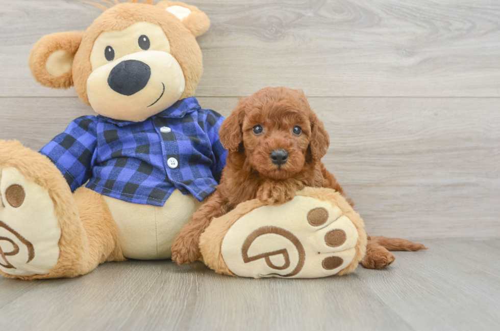 5 week old Mini Irish Doodle Puppy For Sale - Florida Fur Babies