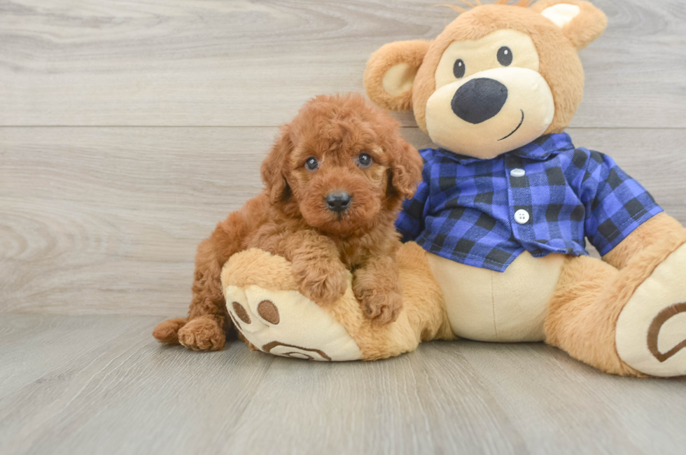 5 week old Mini Irish Doodle Puppy For Sale - Florida Fur Babies