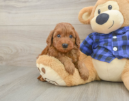 8 week old Mini Irish Doodle Puppy For Sale - Florida Fur Babies