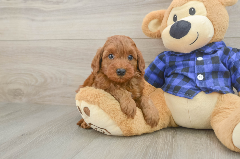 5 week old Mini Irish Doodle Puppy For Sale - Florida Fur Babies