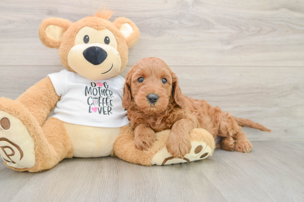 Best Mini Irish Doodle Baby