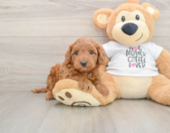 5 week old Mini Irish Doodle Puppy For Sale - Florida Fur Babies