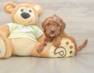 6 week old Mini Irish Doodle Puppy For Sale - Florida Fur Babies