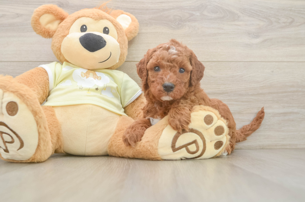 5 week old Mini Irish Doodle Puppy For Sale - Florida Fur Babies