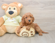 5 week old Mini Irish Doodle Puppy For Sale - Florida Fur Babies