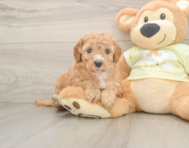 6 week old Mini Irish Doodle Puppy For Sale - Florida Fur Babies