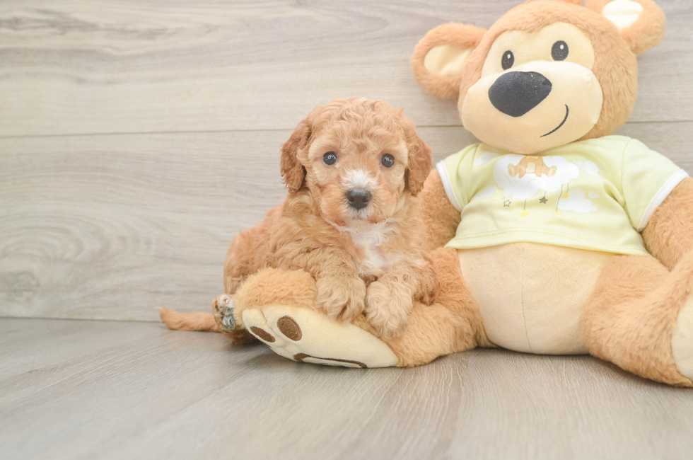 5 week old Mini Irish Doodle Puppy For Sale - Florida Fur Babies