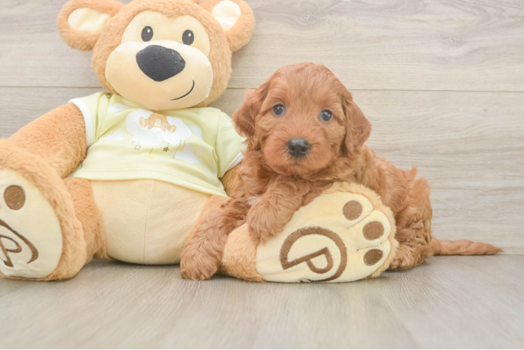 Hypoallergenic Irish Setterpoo Poodle Mix Puppy