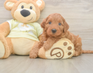 6 week old Mini Irish Doodle Puppy For Sale - Florida Fur Babies