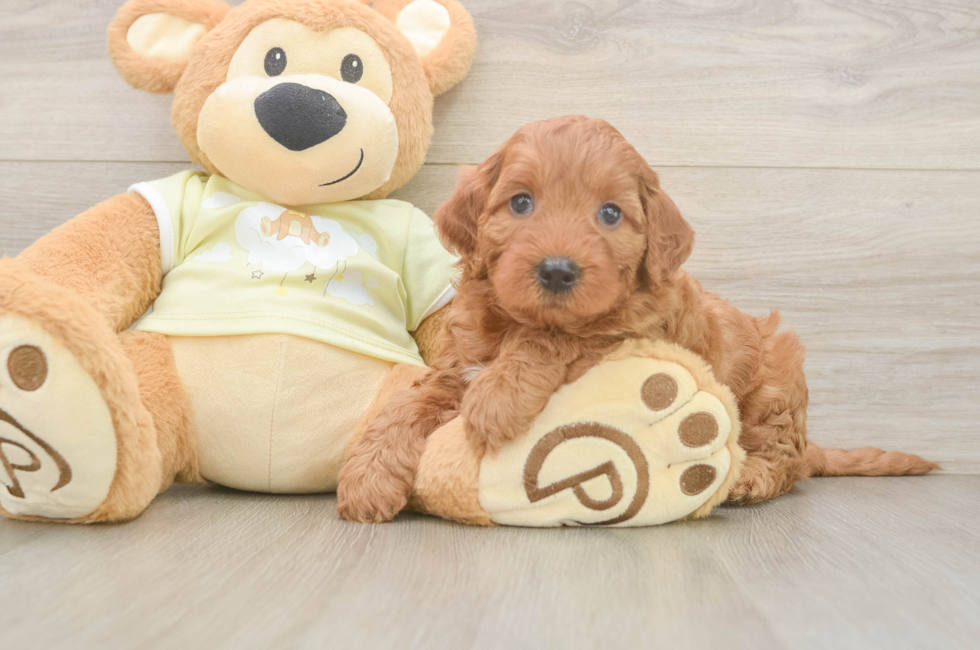 5 week old Mini Irish Doodle Puppy For Sale - Florida Fur Babies