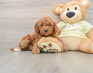 6 week old Mini Irish Doodle Puppy For Sale - Florida Fur Babies