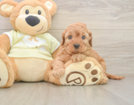 6 week old Mini Irish Doodle Puppy For Sale - Florida Fur Babies