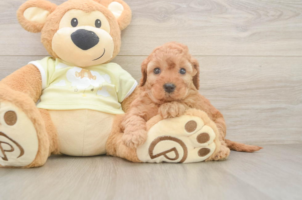 5 week old Mini Irish Doodle Puppy For Sale - Florida Fur Babies