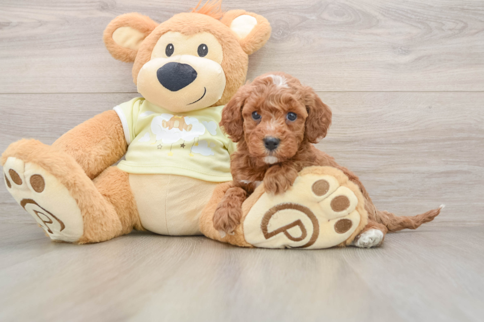 Friendly Mini Irish Doodle Baby