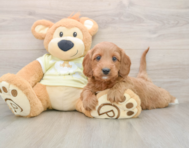 5 week old Mini Irish Doodle Puppy For Sale - Florida Fur Babies