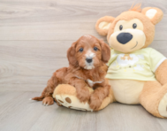 5 week old Mini Irish Doodle Puppy For Sale - Florida Fur Babies